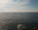 Humpback Whales