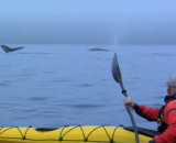 Kayak with Whales