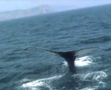 Whale of a Boat Tour