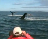 Bay of Fundy Tours