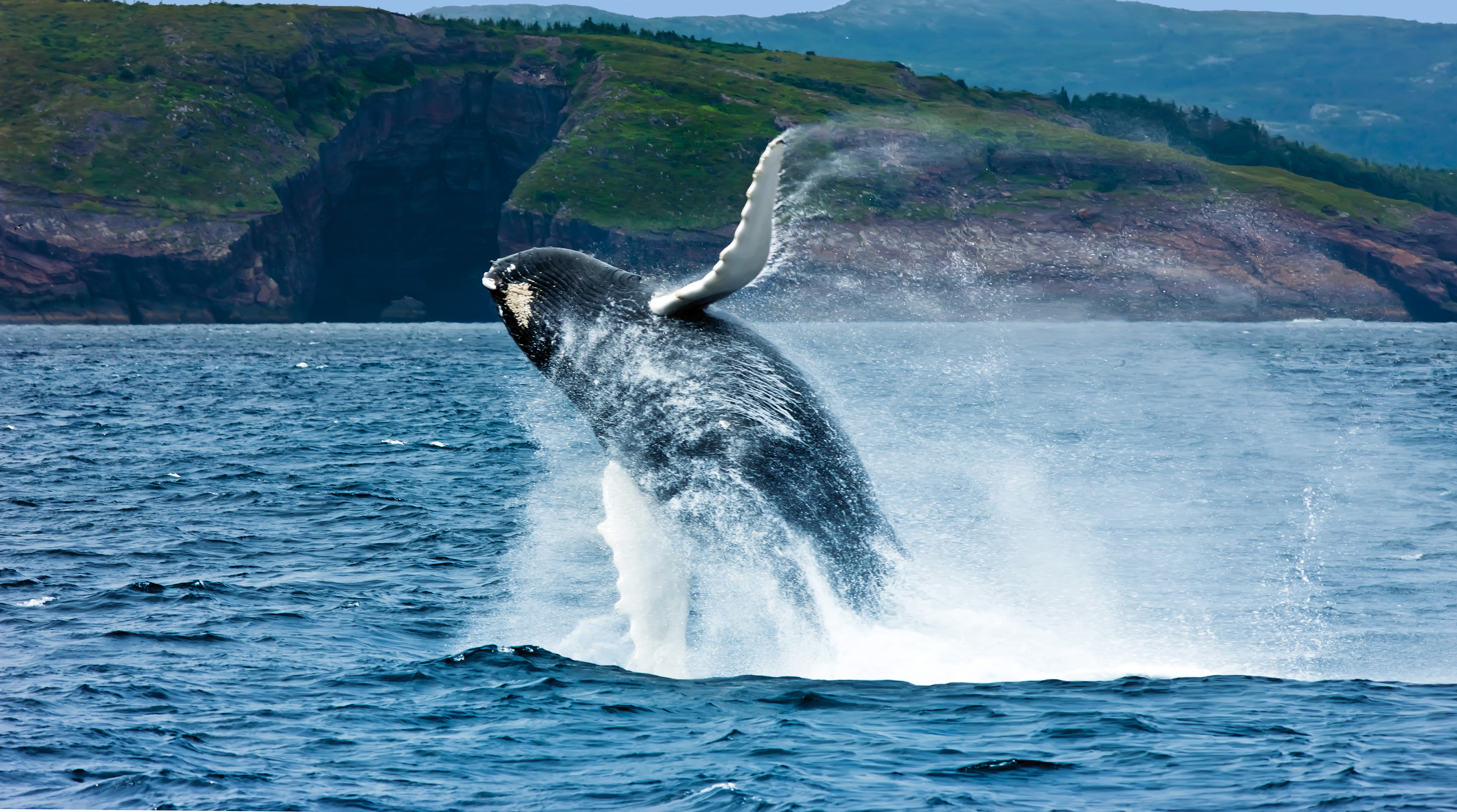 whale tour newfoundland